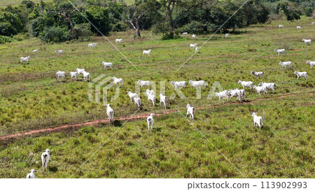 field pasture area with white cows grazing field pasture area with white cows grazing 113902993