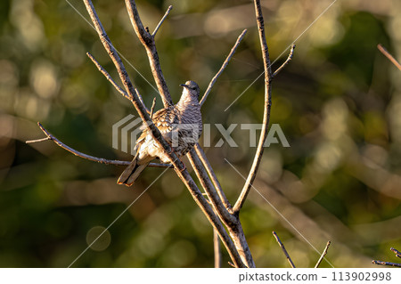 Scaled Dove Bird Scaled Dove Bird 113902998