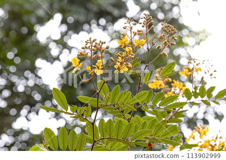 Small Yellow Flowering Plant Small Yellow Flowering Plant 113902999