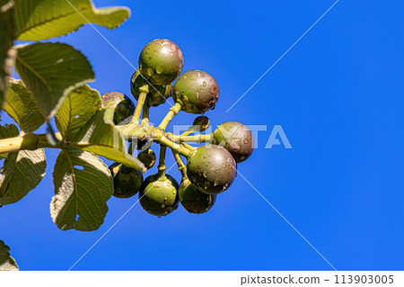 Pekea Nut Fruit 113903005