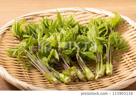 [Yamagata Prefecture] Koshiabura (wild vegetable) 113903138