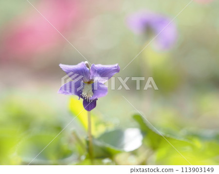 Dainty violets blooming in the spring sunshine Dainty violets blooming in the spring sunshine 113903149