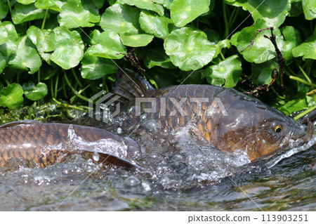 鯉魚產卵 113903251