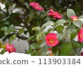 開花在雪的紅色玫瑰 113903384