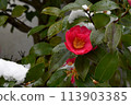 雪中的紅山茶花 113903385