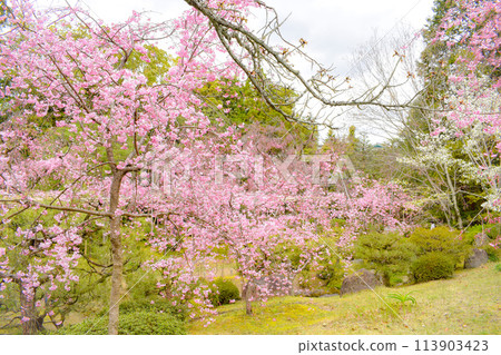 [Kyoto Tourism] Heian Shrine Gardens_Cherry Blossoms in the South Garden [Heian Garden and Double Red Weeping Cherry Blossoms] 113903423
