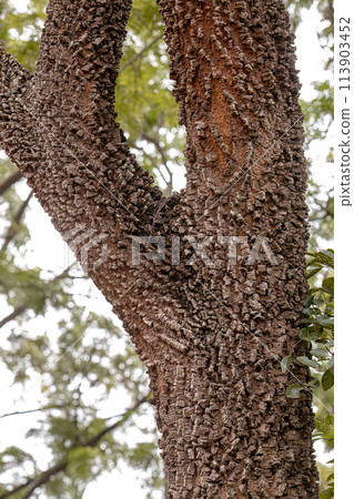 textured trunk of angiosperm tree 113903452