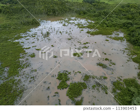 Small Swamp in Itaja Goias Small Swamp in Itaja Goias 113903453