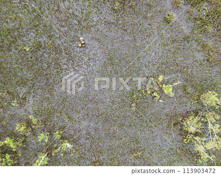 Small Swamp in Itaja 113903472