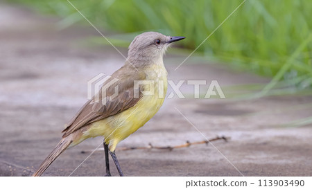 Adult Cattle Tyrant Bird 113903490