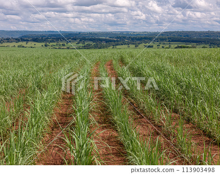 field sugar cane cultivation 113903498