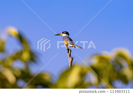 Animal Ringed Kingfisher Bird Animal Ringed Kingfisher Bird 113903511