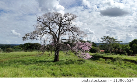 Silk Floss Tree Silk Floss Tree 113903524