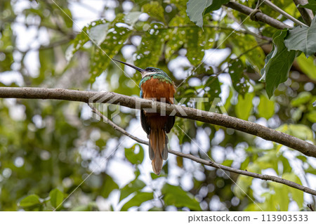 Animal Rufous-tailed Jacamar Bird Animal Rufous-tailed Jacamar Bird 113903533