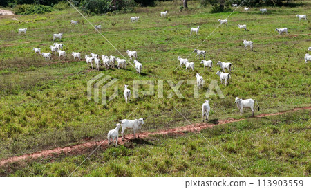 field pasture area with white cows grazing 113903559