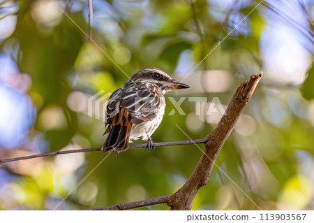 Streaked Flycatcher Bird 113903567