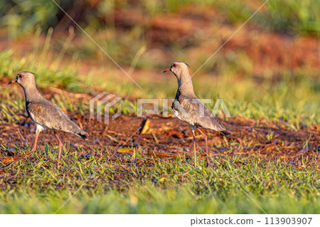 Adult Southern Lapwing Bird Adult Southern Lapwing Bird 113903907