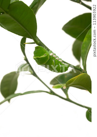 燕尾預蛹準備 燕尾預蛹準備 113903922