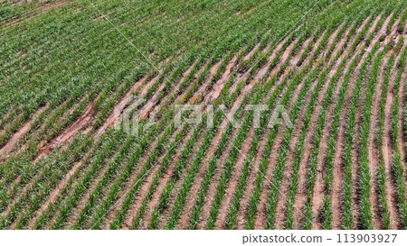 field sugar cane cultivation field sugar cane cultivation 113903927