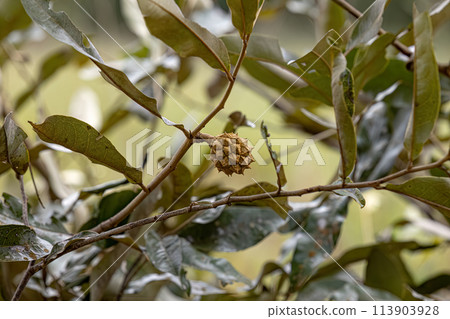 Small Wild Fruit Plant Small Wild Fruit Plant 113903928