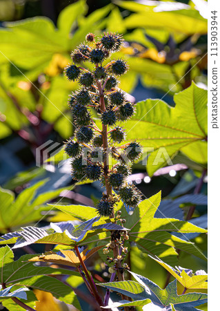 Green Castor Bean Plant 113903944