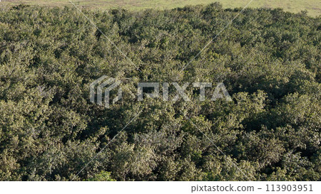 rubber tree forest for latex extraction 113903951