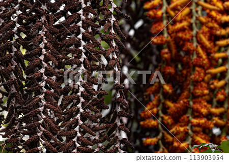 flowers of the buriti palm tree 113903954