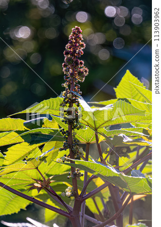 Green Castor Bean Plant Green Castor Bean Plant 113903962