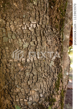 rustic texture of cracked bark of a tree 113903970