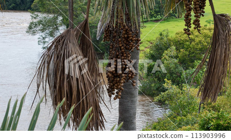 fruits of the buriti palm tree fruits of the buriti palm tree 113903996