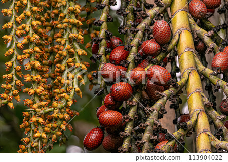 flowers and fruits of the buriti palm tree flowers and fruits of the buriti palm tree 113904022