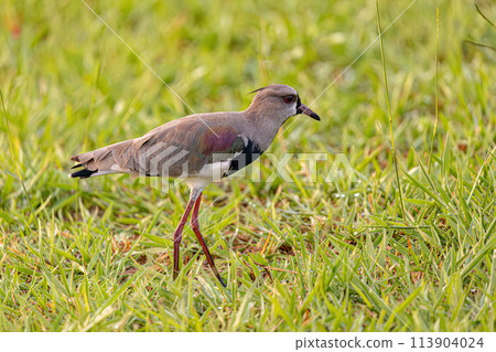 Adult Southern Lapwing Bird Adult Southern Lapwing Bird 113904024