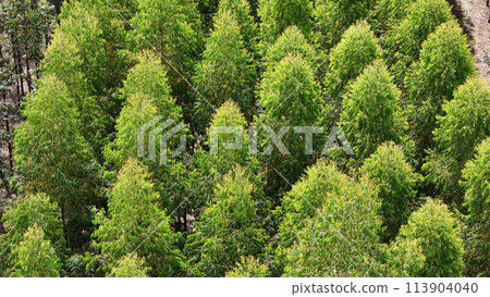 cultivation of eucalyptus trees 113904040