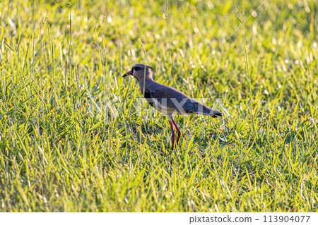 Adult Southern Lapwing Bird Adult Southern Lapwing Bird 113904077