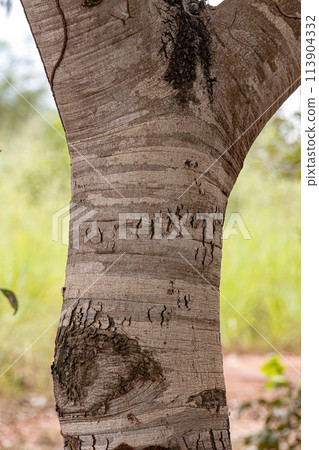 Stinkingtoe Tree Trunk 113904332