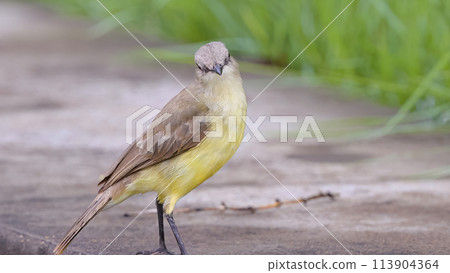 Adult Cattle Tyrant Bird 113904364
