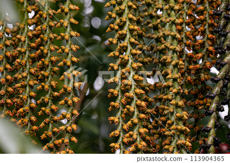 flowers of the buriti palm tree 113904365