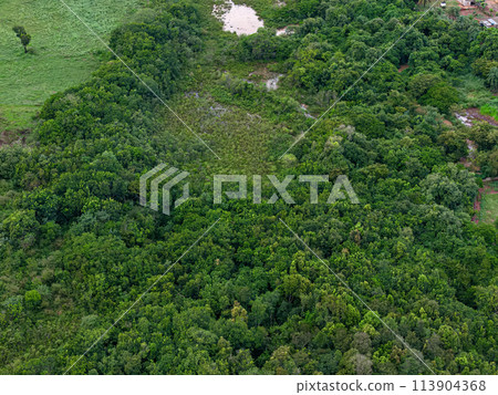 stream riparian forest 113904368