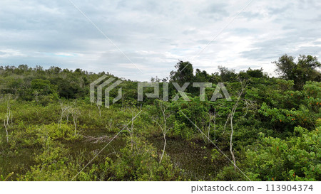 Small Swamp in Itaja 113904374