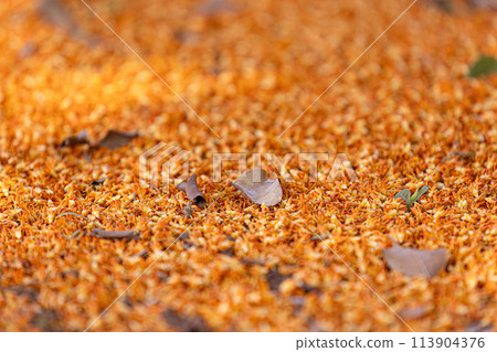 male flowers of the buriti palm tree 113904376
