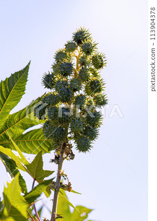 Green Castor Bean Plant 113904378