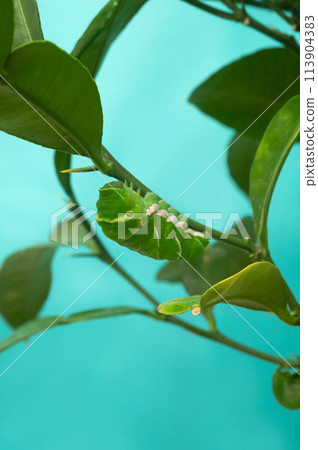 燕尾預蛹準備 燕尾預蛹準備 113904383