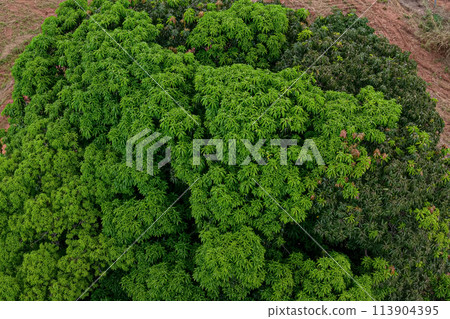 aerial image of tree top mango aerial image of tree top mango 113904395