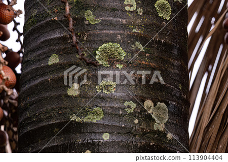 trunk of the buriti palm tree 113904404