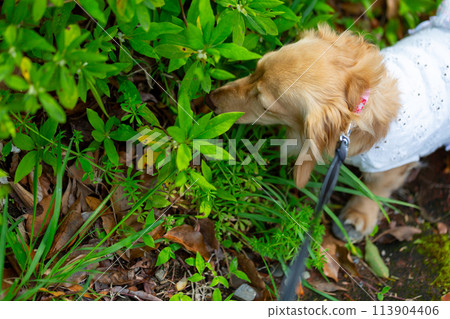 臘腸犬在公園散步 臘腸犬在公園散步 113904406