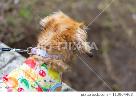 Dachshund to take a walk in the park Dachshund to take a walk in the park 113904408
