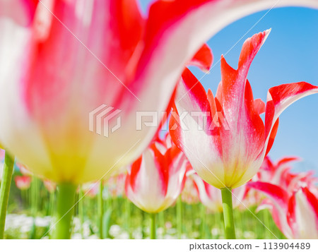 Red tulips under the blue sky, spring Red tulips under the blue sky, spring 113904489