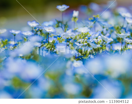 粉蝶春天的花朵 113904512