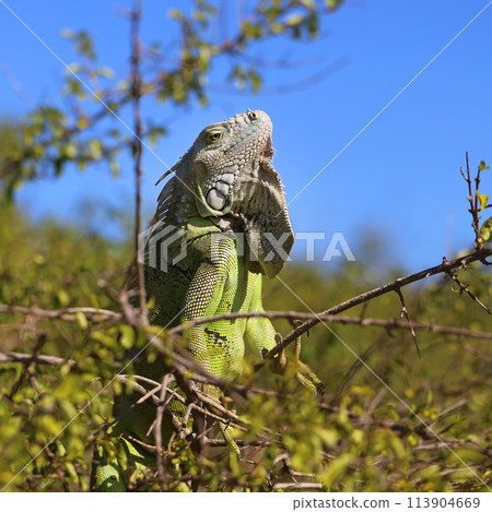 Wild Iguana in St Marten Island  113904669