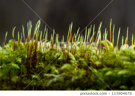 Precious drops of water from the morning dew covering an isolated plant of Ceratodon purpureus that is growing on the rock, purple moss, Burned ground moss on the stone, warm colours closeup Precious drops of water from the morning dew covering an isolated plant of Ceratodon purpureus that is growing on the rock, purple moss, Burned ground moss on the stone, warm colours closeup 113904678